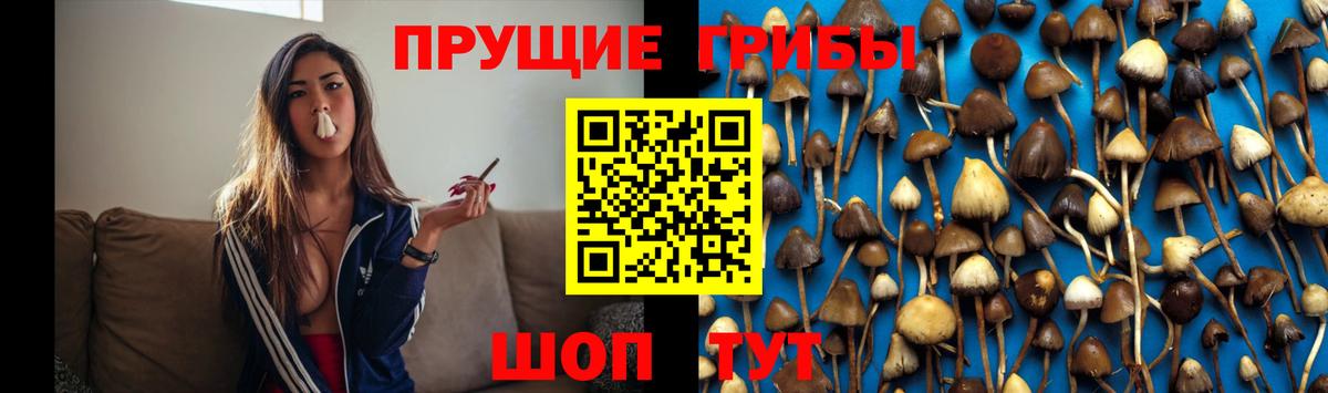 Псилоцибиновые грибы GOLDEN TEACHER  Вход с VPN  Михайловка  Галлюциногенные грибы Psilocybe 